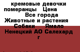 кремовые девочки померанцы › Цена ­ 30 000 - Все города Животные и растения » Собаки   . Ямало-Ненецкий АО,Салехард г.